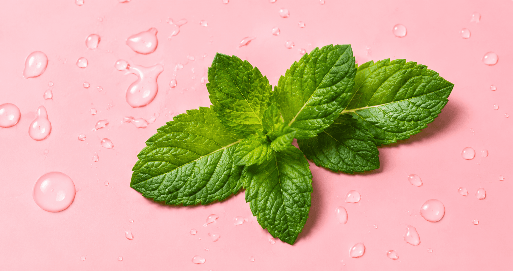 Mint leaves